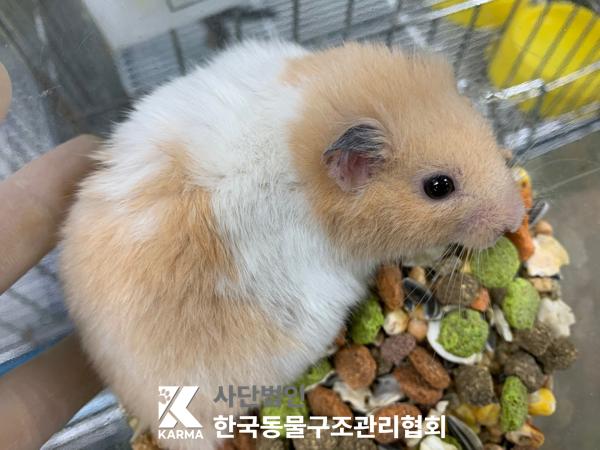 [기타축종] 햄스터 경기-양주-2025-00265 유기동물 배경 이미지 입니다.